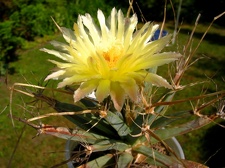 Leuchtenbergia principis flower2