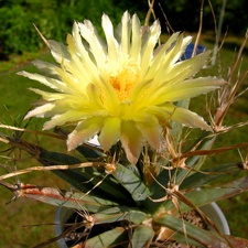 Leuchtenbergia principis flower2
