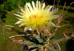 Leuchtenbergia principis flower2