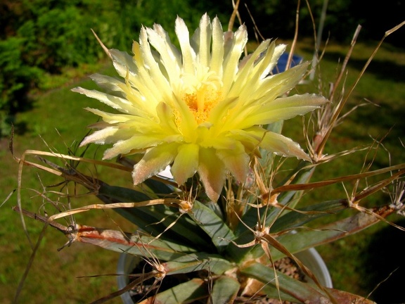 Leuchtenbergia principis flower2