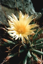 Leuchtenbergia principis