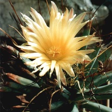 Leuchtenbergia principis