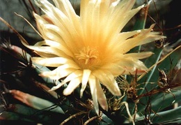 Leuchtenbergia principis