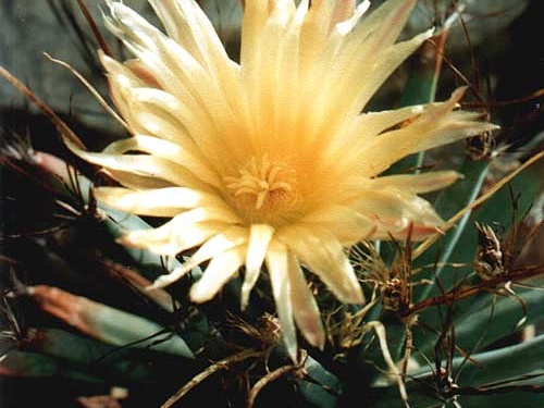 Leuchtenbergia principis