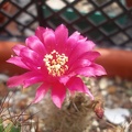 L  tiegeliana
