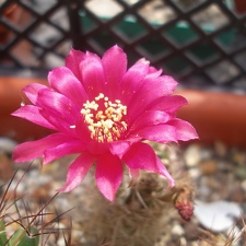 L  tiegeliana