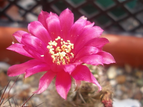 L  tiegeliana