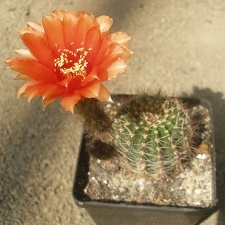 L densispina v rebutioides  
