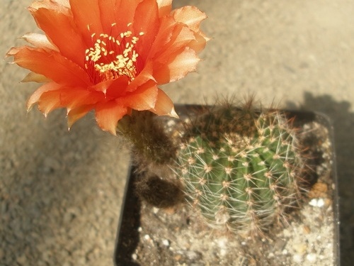 L densispina v rebutioides  