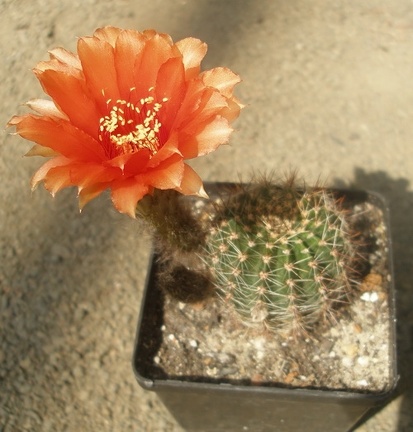 L densispina v rebutioides  