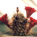 Lobivia sp.