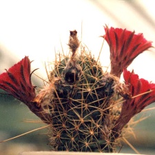 Lobivia sp.