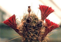 Lobivia sp.