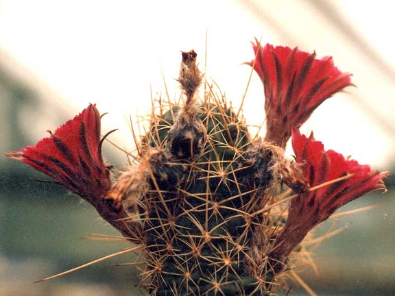 Lobivia sp.