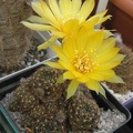 Lobivia arachnacantha Ru FG