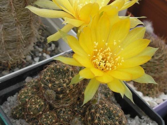 Lobivia arachnacantha Ru FG
