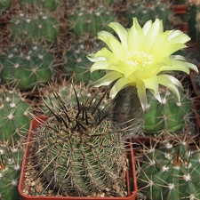 Lobivia aurea
