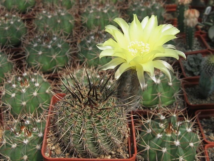 Lobivia aurea