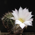 Lobivia aurea v  albiflora GP 30