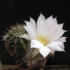 Lobivia aurea v  albiflora GP 30