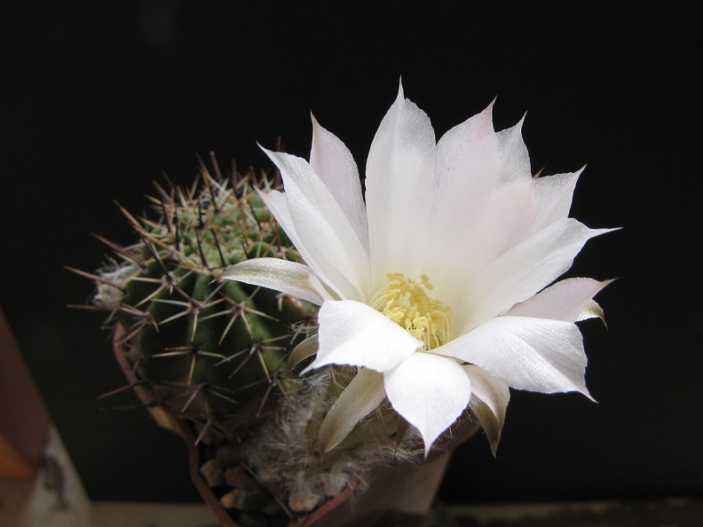 Lobivia aurea v  albiflora GP 30