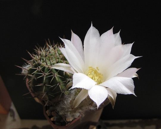 Lobivia aurea v  albiflora GP 30