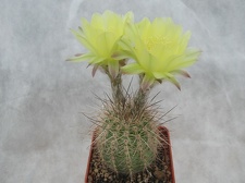 Lobivia aurea v  quinesensis