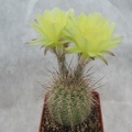 Lobivia aurea v  quinesensis