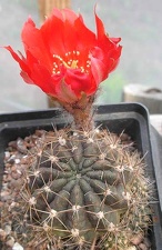 Lobivia binghamiana Ann FG