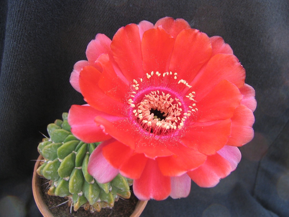 Lobivia cinnabarina