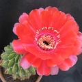 Lobivia cinnabarina