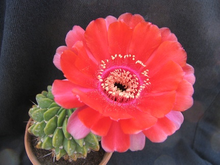 Lobivia cinnabarina