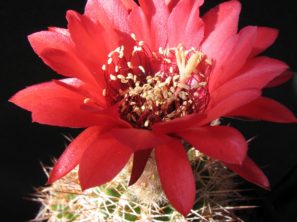 Lobivia crassicaulis