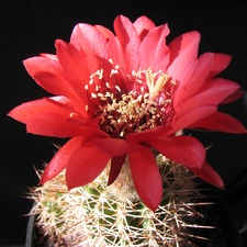 Lobivia crassicaulis