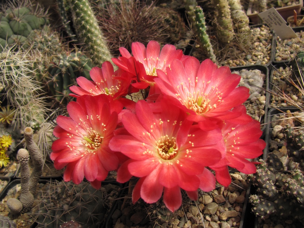 Lobivia echinata