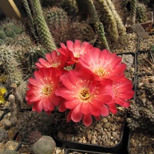 Lobivia echinata