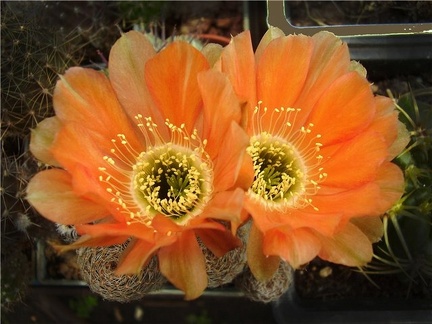 Lobivia famatimensis v rebutioides SE53 Leo