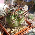 Lobivia ferox