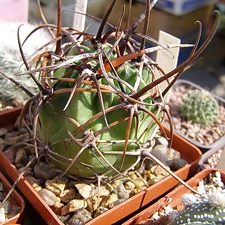 Lobivia ferox