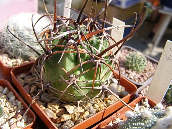 Lobivia ferox