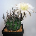 Lobivia ferox DJF 288 Verzhba