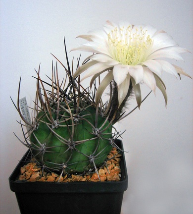 Lobivia ferox DJF 288 Verzhba