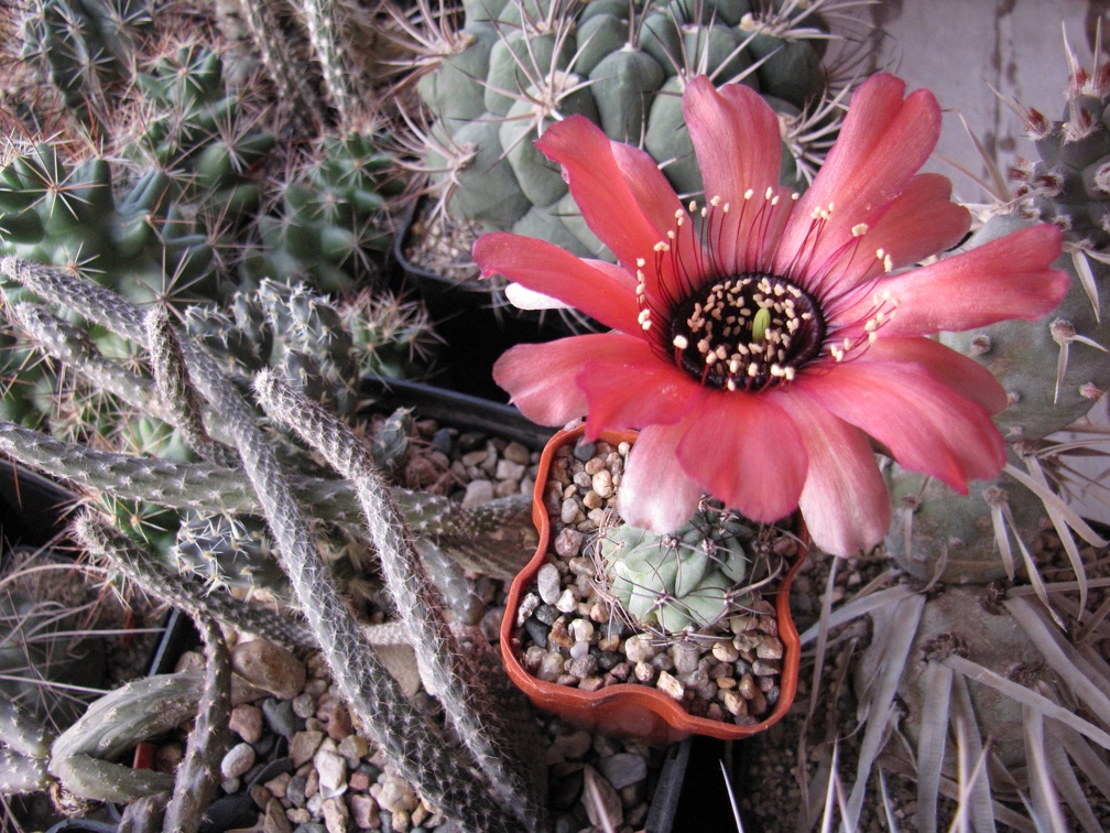Lobivia glauca