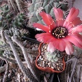 Lobivia glauca