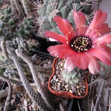 Lobivia glauca