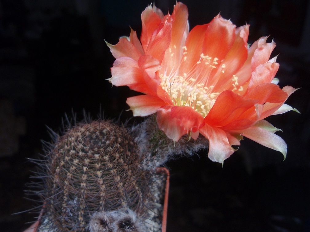 Lobivia haematantha