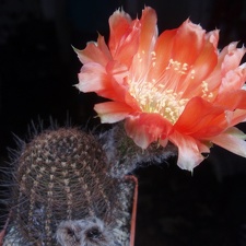 Lobivia haematantha