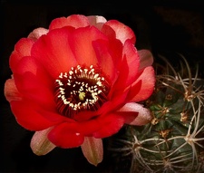 Lobivia haematantha P238 Artemiy winner april2012