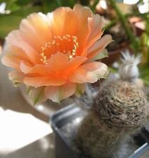 Lobivia haematantha Ru FG