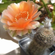 Lobivia haematantha Ru FG